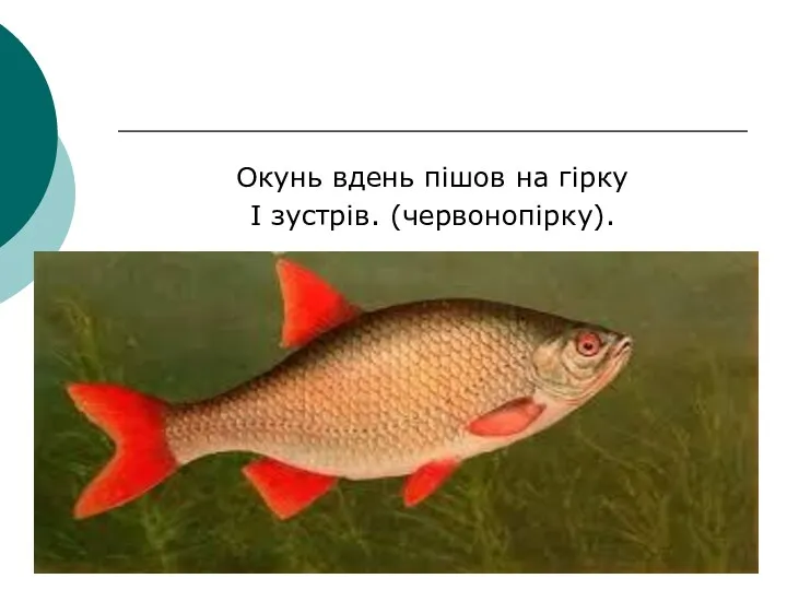 Окунь вдень пішов на гірку І зустрів. (червонопірку).