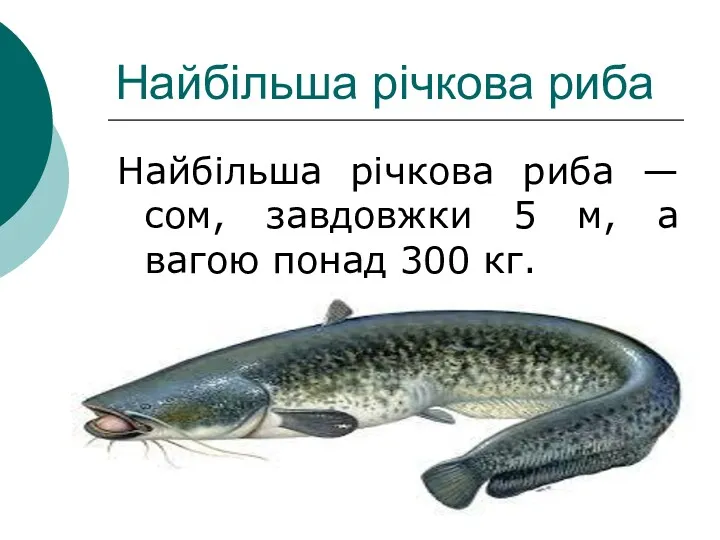 Найбільша річкова риба Найбільша річкова риба — сом, завдовжки 5 м, а вагою понад 300 кг.