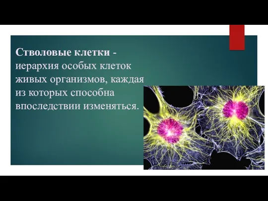 Стволовые клетки - иерархия особых клеток живых организмов, каждая из которых способна впоследствии изменяться.