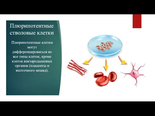 Плюрипотентные стволовые клетки Плюрипотентные клетки могут дифференцироваться во все типы