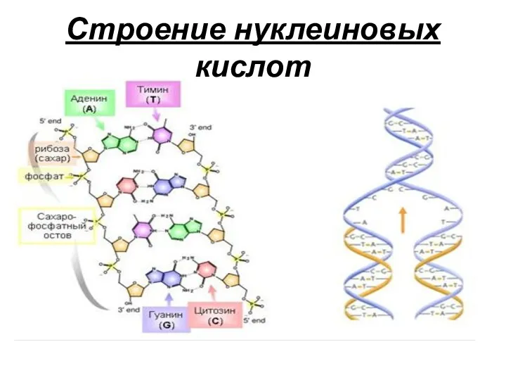 Строение нуклеиновых кислот