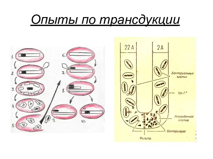 Опыты по трансдукции