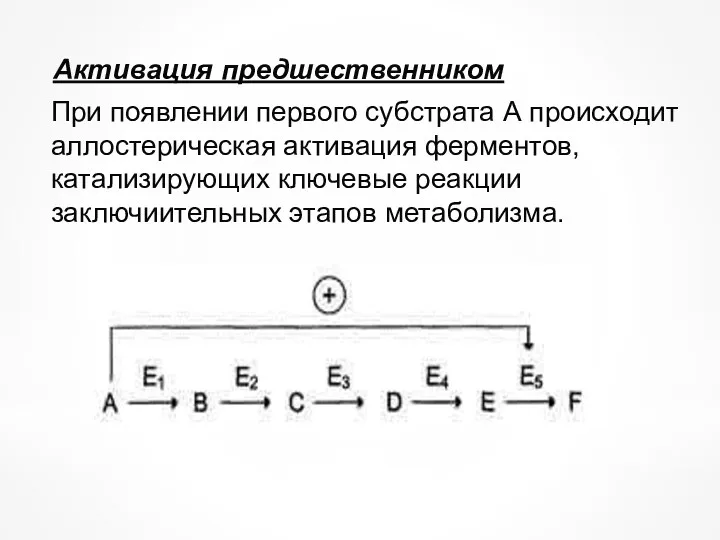 Активация предшественником При появлении первого субстрата А происходит аллостерическая активация