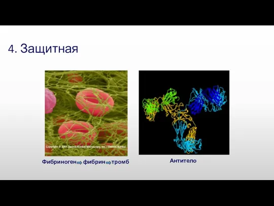 4. Защитная Фибриноген фибрин тромб Антитело