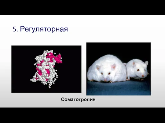 5. Регуляторная Соматотропин