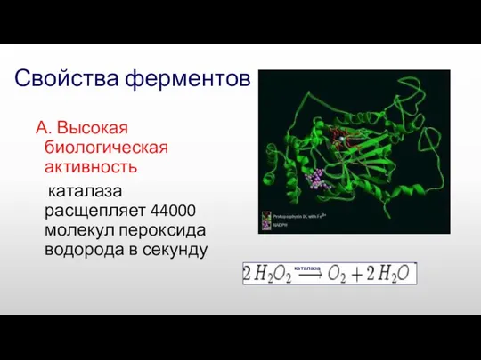 Свойства ферментов А. Высокая биологическая активность каталаза расщепляет 44000 молекул пероксида водорода в секунду каталаза