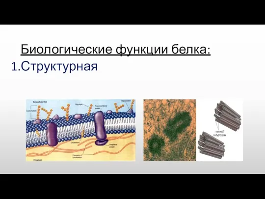 Биологические функции белка: 1.Структурная