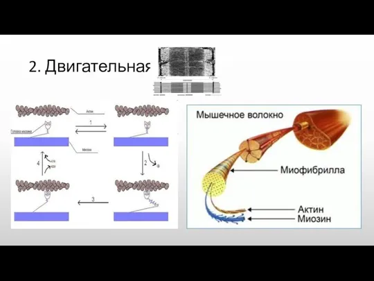 2. Двигательная