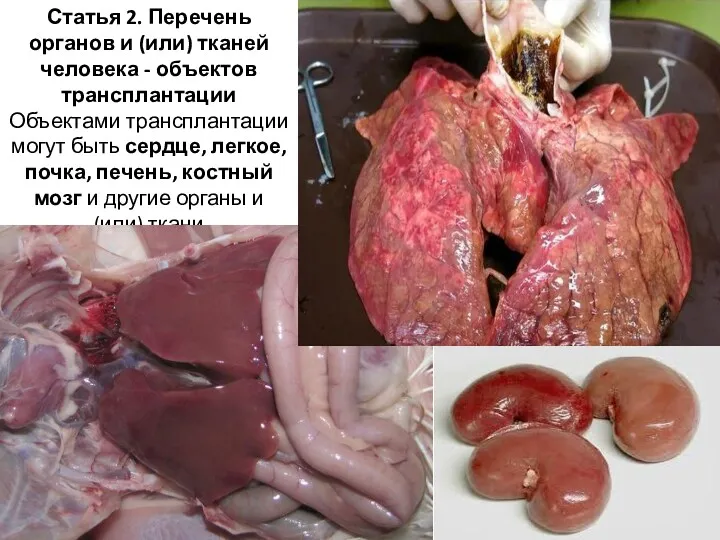 Статья 2. Перечень органов и (или) тканей человека - объектов