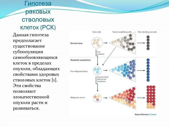 Гипотеза раковых стволовых клеток (РСК) Данная гипотеза предполагает существование субпопуляции