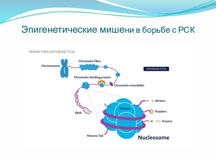 Эпигенетические мишени в борьбе с РСК