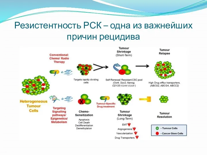 Резистентность РСК – одна из важнейших причин рецидива