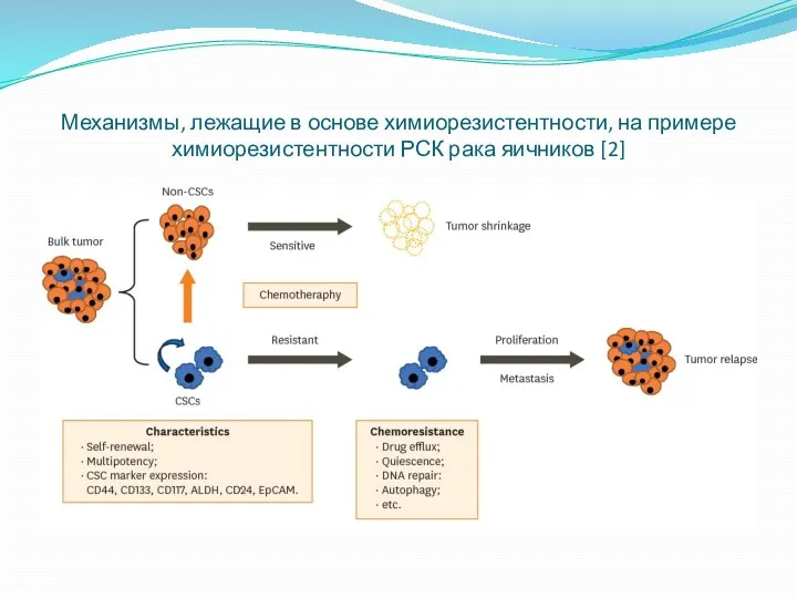 Механизмы, лежащие в основе химиорезистентности, на примере химиорезистентности РСК рака яичников [2]
