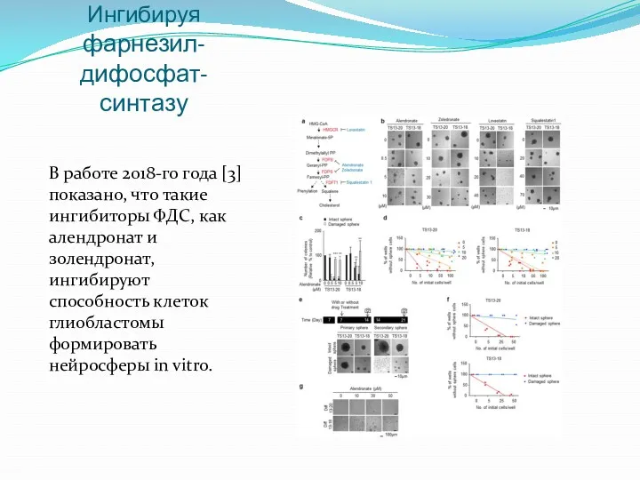Ингибируя фарнезил-дифосфат-синтазу В работе 2018-го года [3] показано, что такие