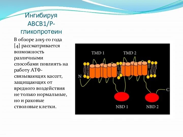 Ингибируя ABCB1/P-гликопротеин В обзоре 2015-го года [4] рассматривается возможность различными