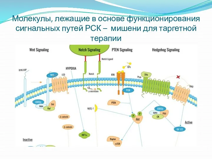 Молекулы, лежащие в основе функционирования сигнальных путей РСК – мишени для таргетной терапии