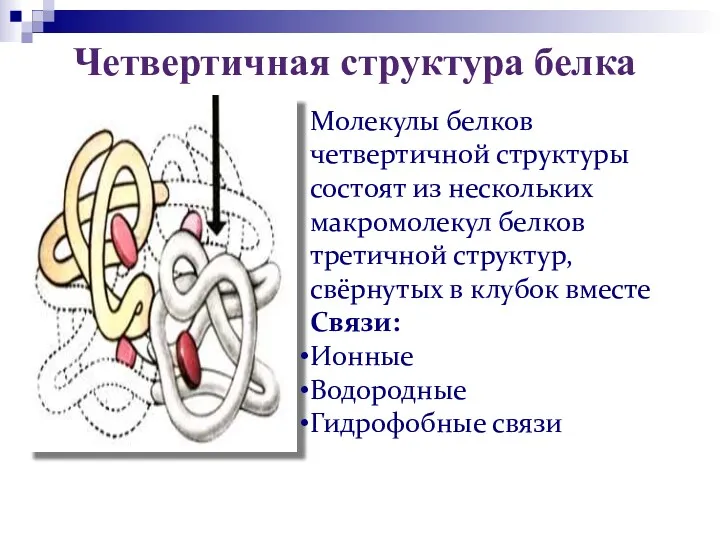 Четвертичная структура белка Молекулы белков четвертичной структуры состоят из нескольких