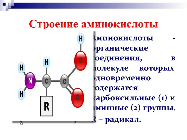 Строение аминокислоты Аминокислоты -органические соединения, в молекуле которых одновременно содержатся