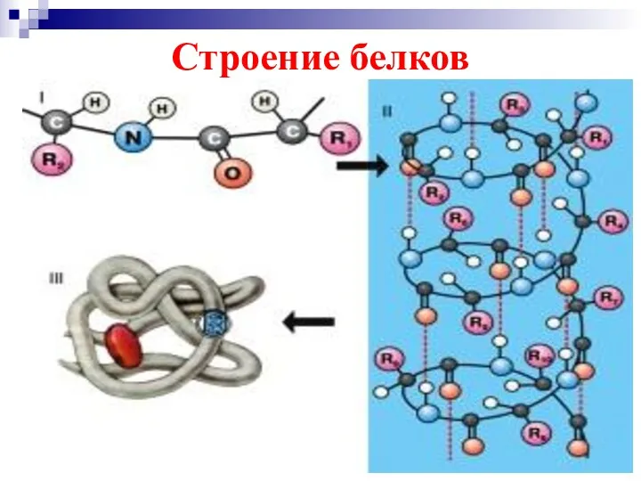 Строение белков