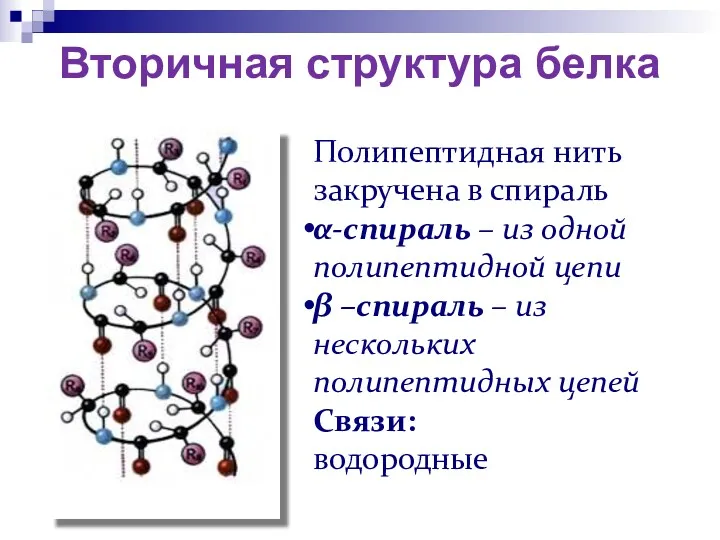 Вторичная структура белка Полипептидная нить закручена в спираль α-спираль –