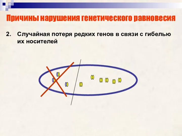 Причины нарушения генетического равновесия Случайная потеря редких генов в связи с гибелью их носителей