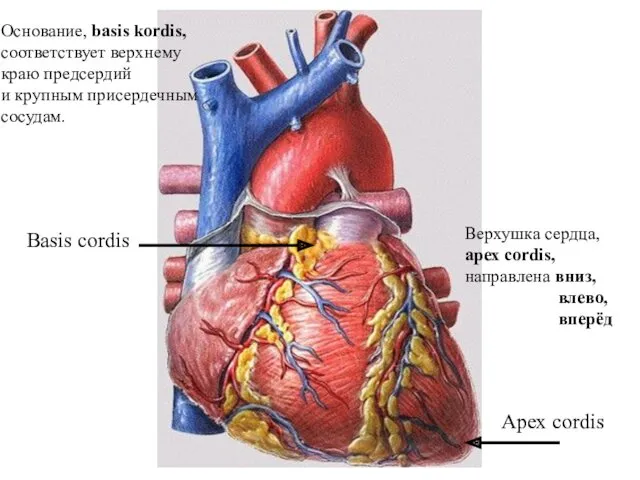 Basis cordis Apex cordis ё Основание, basis kordis, соответствует верхнему