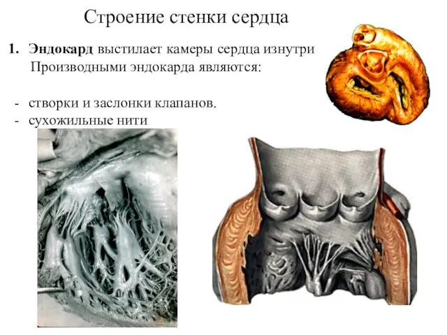 Строение стенки сердца Эндокард выстилает камеры сердца изнутри Производными эндокарда