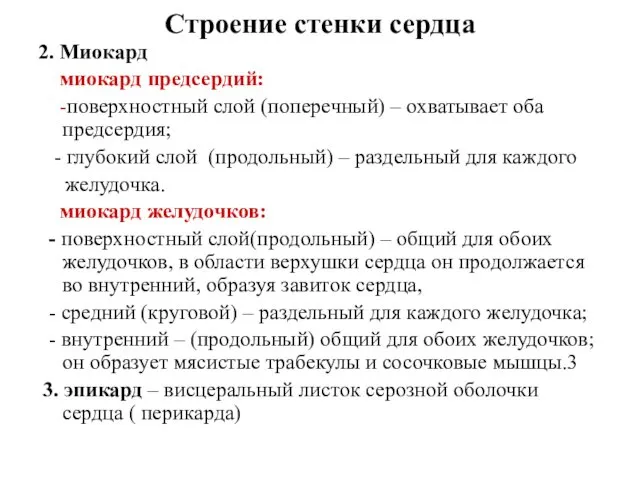 2. Миокард миокард предсердий: -поверхностный слой (поперечный) – охватывает оба