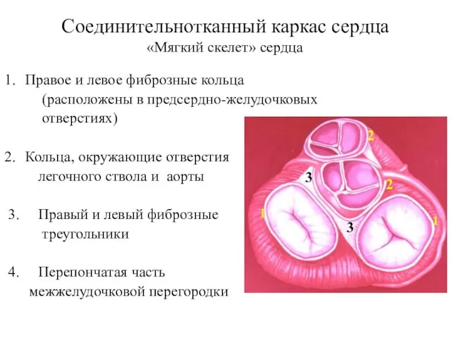 Соединительнотканный каркас сердца Правое и левое фиброзные кольца (расположены в