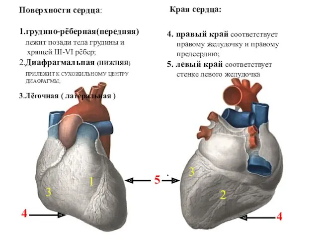Поверхности сердца: 1.грудино-рёберная(передняя) лежит позади тела грудины и хрящей III-VI