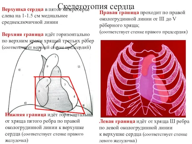 Скелетотопия сердца Верхняя граница идёт горизонтально по верхним краям хрящей