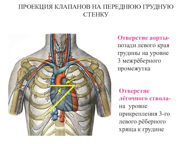 ПРОЕКЦИЯ КЛАПАНОВ НА ПЕРЕДНЮЮ ГРУДНУЮ СТЕНКУ Отверстие аорты- позади левого