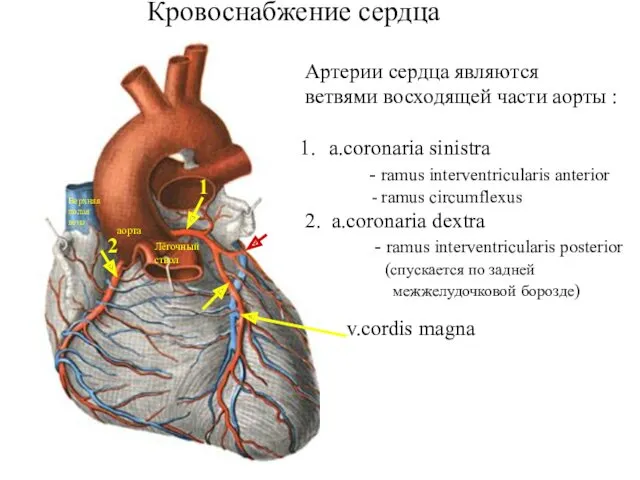 Кровоснабжение сердца Артерии сердца являются ветвями восходящей части аорты :