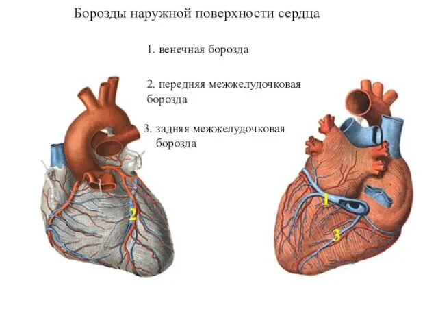 Борозды наружной поверхности сердца 1. венечная борозда 2. передняя межжелудочковая