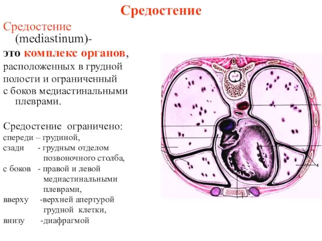 Средостение Средостение (mediastinum)- это комплекс органов, расположенных в грудной полости