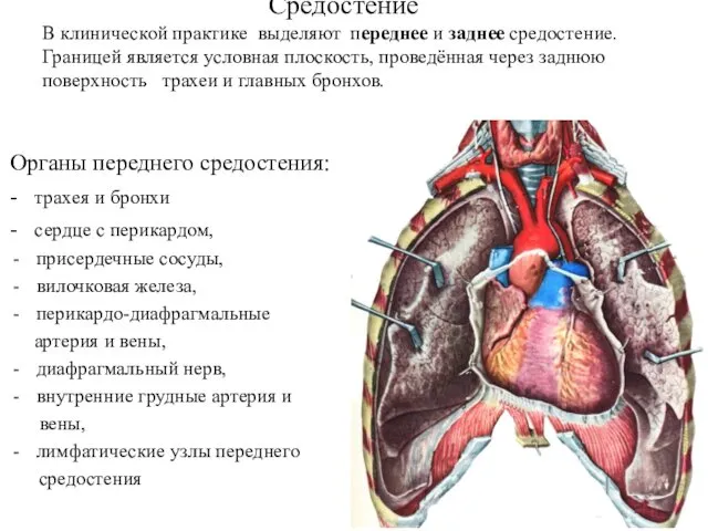 Средостение В клинической практике выделяют переднее и заднее средостение. Границей