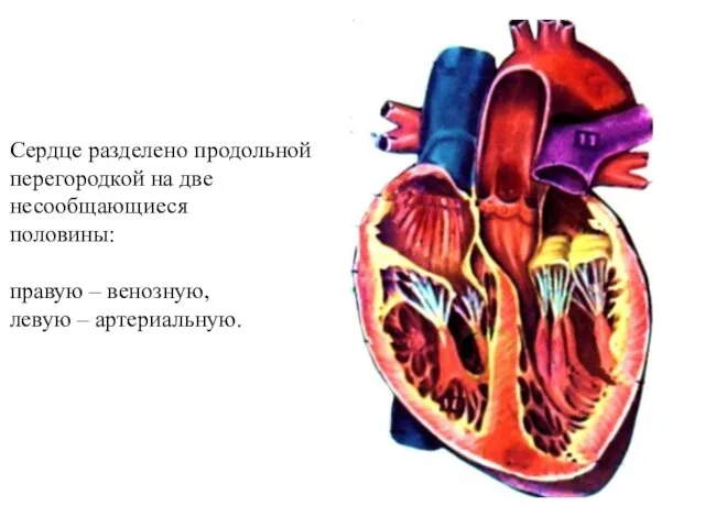Сердце разделено продольной перегородкой на две несообщающиеся половины: правую – венозную, левую – артериальную.
