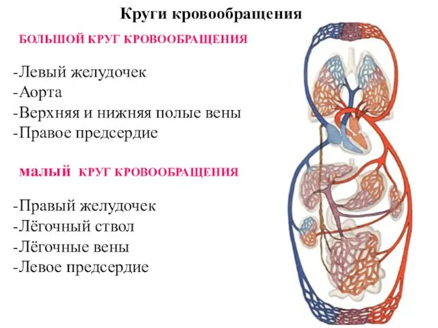 Круги кровообращения БОЛЬШОЙ КРУГ КРОВООБРАЩЕНИЯ Левый желудочек Аорта Верхняя и