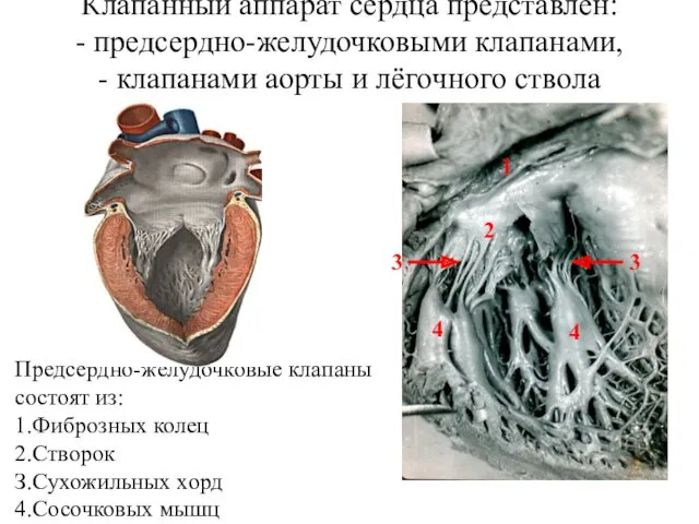 Клапанный аппарат сердца представлен: - предсердно-желудочковыми клапанами, - клапанами аорты