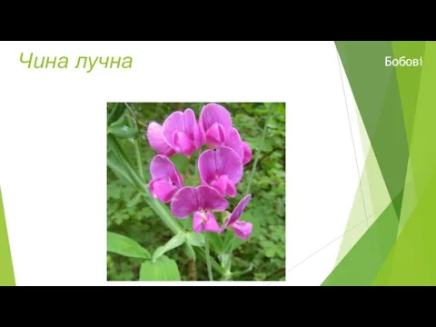 Чина лучна Бобовi