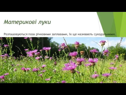 Материкові луки Розташовуються поза річковими заплавами, їх ще називають суходольними.