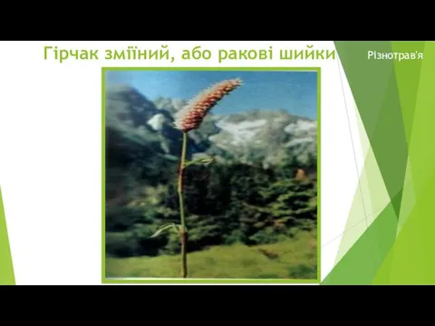 Гірчак зміїний, або ракові шийки Різнотрав'я