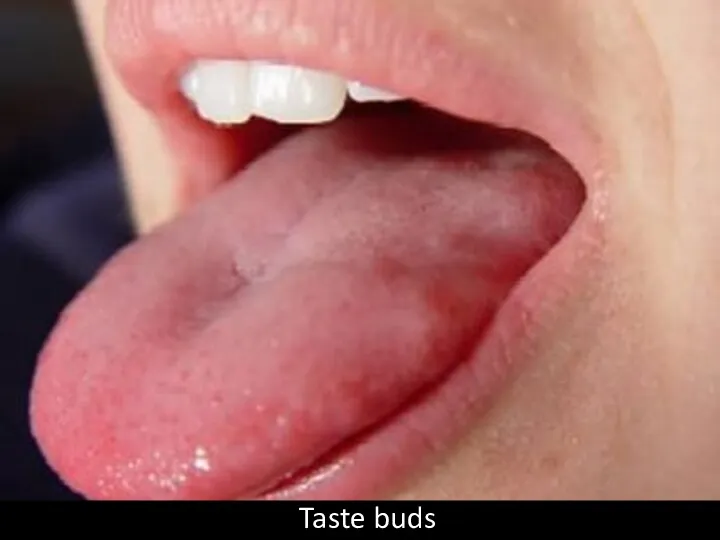 Taste buds