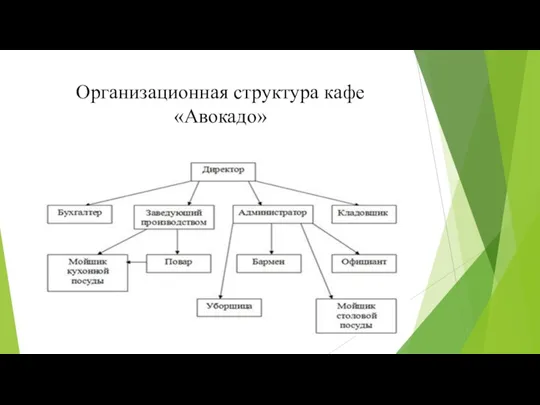 Организационная структура кафе «Авокадо»