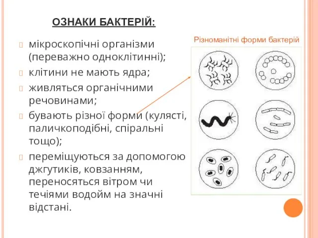 ОЗНАКИ БАКТЕРІЙ: мікроскопічні організми (переважно одноклітинні); клітини не мають ядра; живляться органічними речовинами;