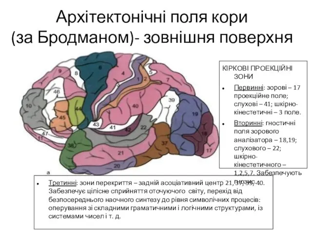 Архітектонічні поля кори (за Бродманом)- зовнішня поверхня КІРКОВІ ПРОЕКЦІЙНІ ЗОНИ