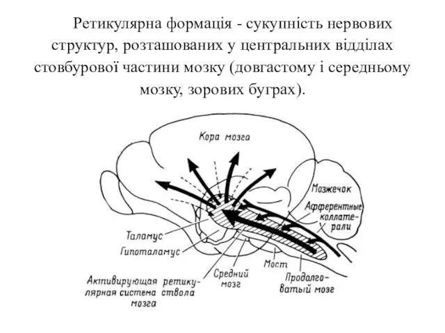 Ретикулярна формація - сукупність нервових структур, розташованих у центральних відділах