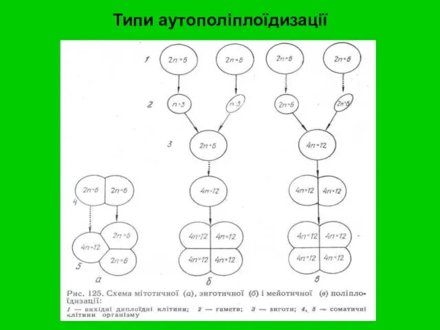 Типи аутополіплоїдизації