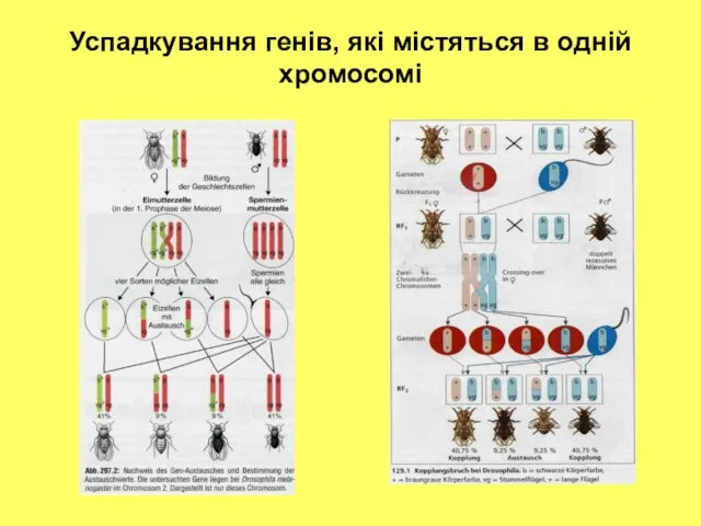 Успадкування генів, які містяться в одній хромосомі