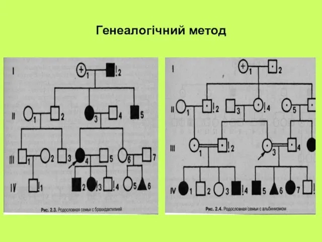 Генеалогічний метод